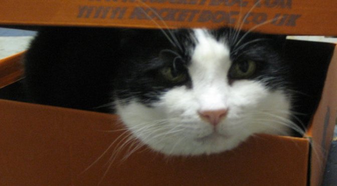 Schrödinger’s Cat